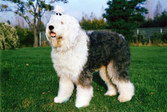 most loving dog breeds most loving dog breeds