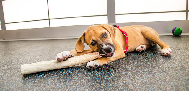 How to Get a Puppy to Sleep Through the Night 8 Bite%25C2%25A0