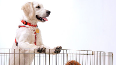 How to Get a Puppy to Sleep Through the Night 2 First%2BNight%2Bat%2BHome