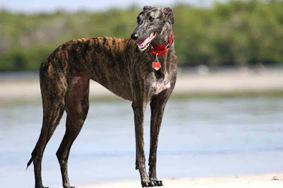 most unpredictable dog breeds
