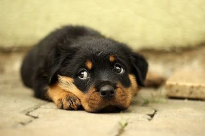How to Get a Puppy to Sleep Through the Night 9 Crying