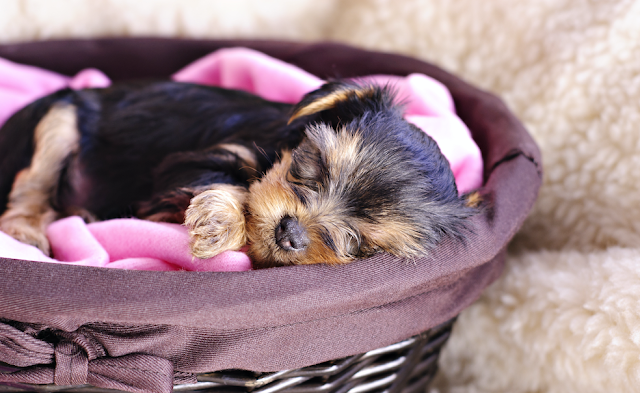 How to Get a Puppy to Sleep Through the Night 10 Puppy%2527s%2BBed%2BNear%2BYou