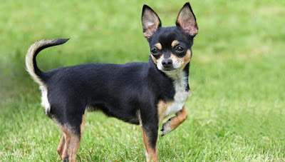 Chihuahuas are perfect for small homes Chihuahuas are perfect for small homes