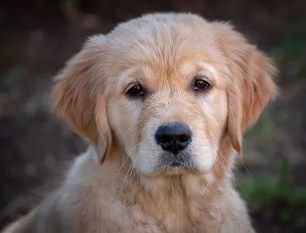most loving dog breeds most loving dog breeds
