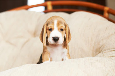 How to Get a Puppy to Sleep Through the Night 1 beagle puppy