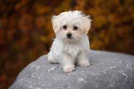 most loving dog breeds most loving dog breeds