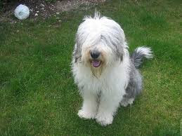 most loving dog breeds most loving dog breeds