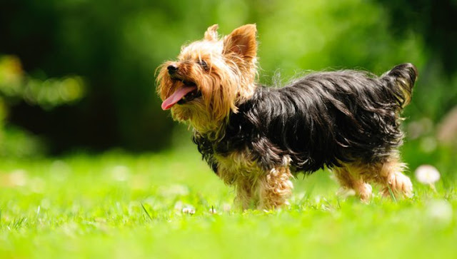 most loving dog breeds most loving dog breeds