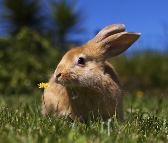 Rabbit as a Pet Pros and Cons Rabbit as a Pet Pros and Cons