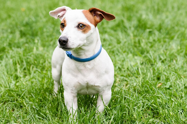 best flea and tick collar for dogs best flea and tick collar for dogs