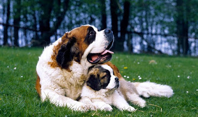 most loving dog breeds most loving dog breeds