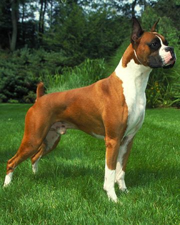 most loving dog breeds most loving dog breeds