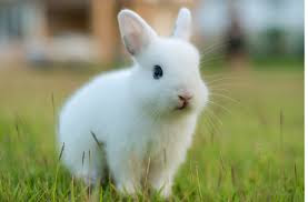 Having a Rabbit as a Pet Having a Rabbit as a Pet