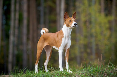 unpredictable dog breeds