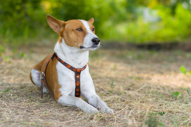 best flea and tick collar for dogs best flea and tick collar for dogs