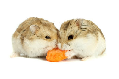 Can You Put Two Hamsters in the Same Cage Can You Put Two Hamsters in the Same Cage