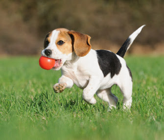 How to Get a Puppy to Sleep Through the Night 4 Play
