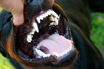What Kind of Bones Are Safe for Dogs What Kind of Bones Are Safe for Dogs