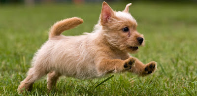 How to Get a Puppy to Sleep Through the Night 3