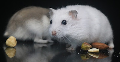 Can You Put Two Hamsters in the Same Cage Can You Put Two Hamsters in the Same Cage