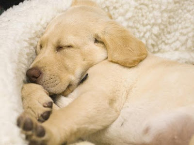 How to Get a Puppy to Sleep Through the Night 7 bed