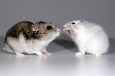Can You Put Two Hamsters in the Same Cage Can You Put Two Hamsters in the Same Cage