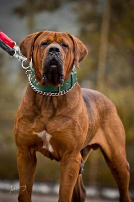 most unpredictable dog