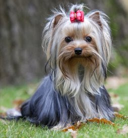 most loving dog breeds most loving dog breeds