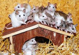 Can You Put Two Hamsters in the Same Cage Can You Put Two Hamsters in the Same Cage