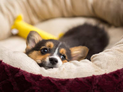 How to Get a Puppy to Sleep Through the Night 6 new puppy