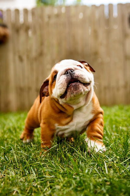 most loving dog breeds most loving dog breeds