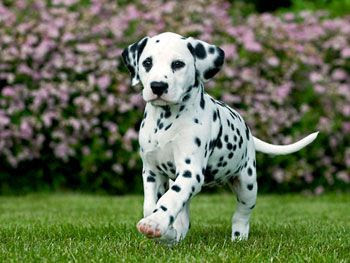 most loving dog breeds most loving dog breeds