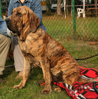 most unpredictable dog breeds