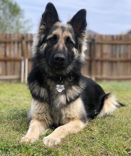 most loving dog breeds most loving dog breeds