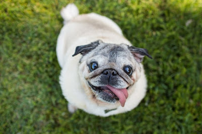 most loving dog breeds most loving dog breeds
