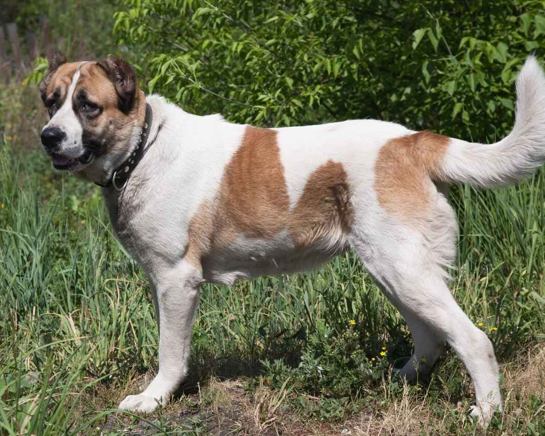 Caucasian Shepherd