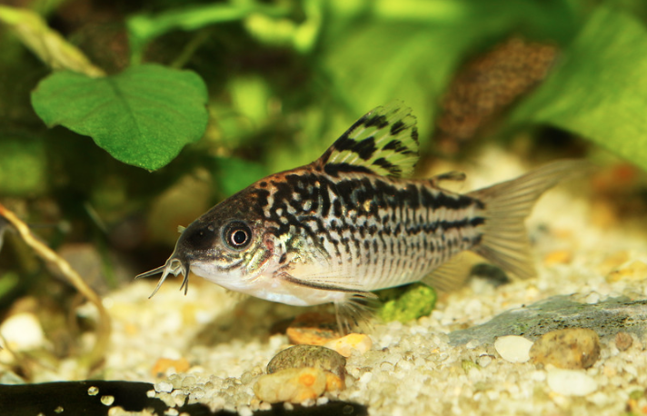 15 Top Easiest Fish to Take Care of (For Beginners) 11 AVvXsEgWCvsxu0f0ZcFDb92zArkwNT8dY6lApXINtlCrqjdYRKzvMn0YXbaTHkdRhrrGvj1Td0r2zDDX8F6 m MpXCbU3hv3hcrtlNelGPNhhYf2phCqswlUxjEfPXB2NBCqvIw fOyHy0BETVxffO RXF5pR8bFYLdJ53vFIu7ze6R9fpown8TMV1QuHPnleg=s16000