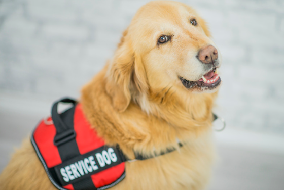 How to Certify a Dog as an Emotional Support Animal 1 AVvXsEjLSFxEBoCvwVf7AHgYgtvpKbOdpS2f1UWdqNwnpnl57TbyRs1S vUz uQrYnMU0bMByc8xFfYDNHY5sIj8h1qeH2bh3MVv3IQ6AZ44t6ipNGV7mtQBi LjUCnW YqMRWgAKXxEWjnLn9F2HbfyU8fSJR wObvvEt4UrpfU3FpeB GYHaEtCM84jI8EA=s16000