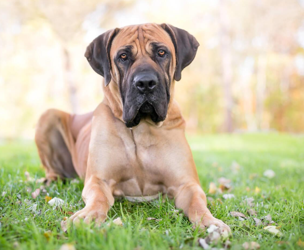 Boerboel