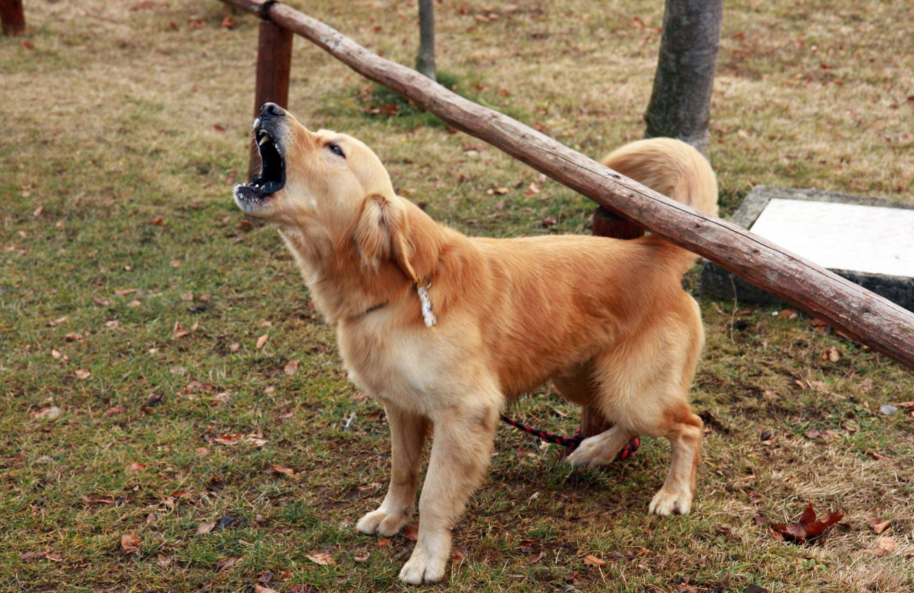 Has a Golden Retriever Ever Killed a Person? (Why!) 2 AVvXsEjSDcPHOCh w8r9OOJFR1z5Nuy5 BR6DloZIMQrkerx7 iCGg861qV9Gp7v7lU0wZm AjX6mxUuxcUXDatIfLD3U4BHHXtHua7Uy6WFb1QNlbggrTZuuCn41TA8hHlrwP5VtxdV8Emlz EJKzL7X iIdQVafzcxdYmRRmJ cbR7GQYq7s7S9Gs0GdyyeuM=s16000