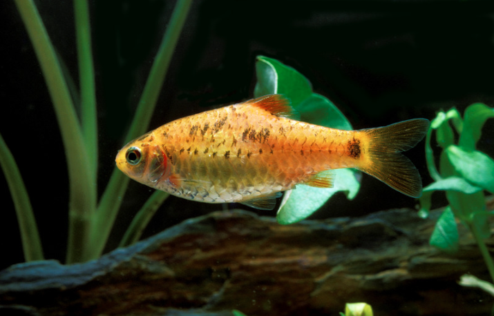 15 Top Easiest Fish to Take Care of (For Beginners) 18 AVvXsEjHAfRwotNeaw9BC8imzq6dygWEdUno7pm M2YQixuGXrHwkT6jU8NSgbSQk5 5 PXVaykHiySZcV7FLO tadTIfO5ShA0mAgWCYPnQnblvvYnR18cHboGHw0tRBKP2SxAoY1 KA3cdu7MqTknECNzeJH9IhTWd9w QNIbZVzxb Mjufs4FN0V4iWew8w=s16000