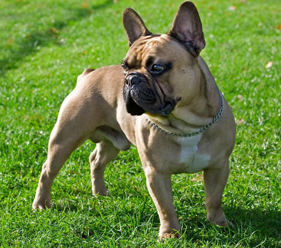 French Bulldog