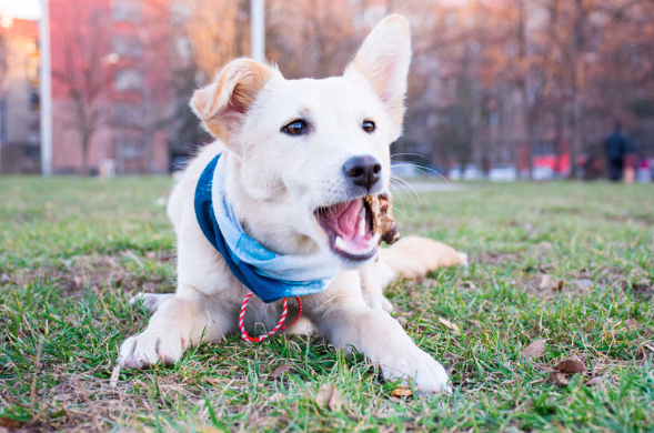 Emotional Support Dog Emotional Support Dog