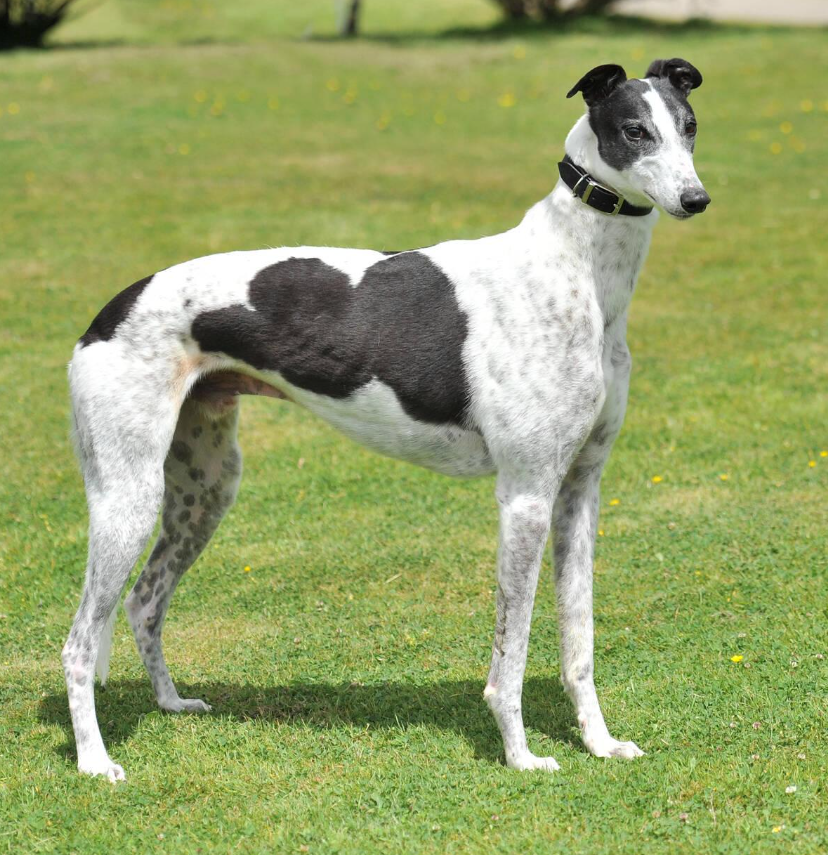Greyhound