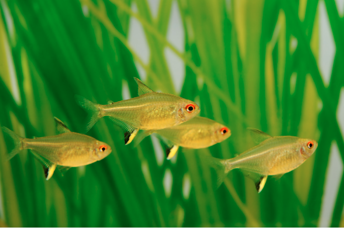15 Top Easiest Fish to Take Care of (For Beginners) 14 AVvXsEiXi6Y0eB2OqEVuPKYIqOZDSZI A35olVJJykUNd7rOZscg8yEk2uqFXOyYdCWXg5exF4tyn0w0nVWKb3p2QFblhkuTv4VW1MITEwns3eXBl AeakYij0q2HUjGGc8IFcUcVsNvZGfTPK8w Lgx81FSvXvXzMy9HWISyBm4MgDn ychtDAP zgmm2EzQ=s16000