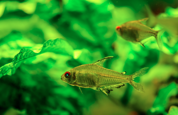 15 Top Easiest Fish to Take Care of (For Beginners) 16 AVvXsEgqLdkTFbO8NVFhMc8wY2sGtXwwWIhSoyKfWJzAyODClsKaUGFM70y WXuooJ apvQZbtgPlB5tRB9hxEijoE9rvb7 DpFJH6hinb5pJ6