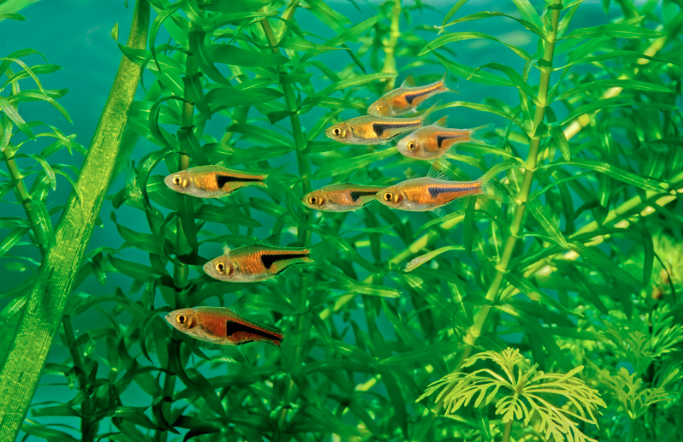 15 Top Easiest Fish to Take Care of (For Beginners) 7 AVvXsEhKDJxDPVA3v7pxJ6Iu3dkaq4ZfoEFHDCHYi6mDFZPXwkSjmRJu I5O Bu1piyZSU5jbz416pvMtSel3X fo wS1OhG zugoqlK6h2HoqoIQicExWk Wbuz 4t1c06NdOHYCc6JZilXowAOqI7pagd5W sUry47uR88nNpvbyapMm8OTrksIukY5lJ1iw=s16000