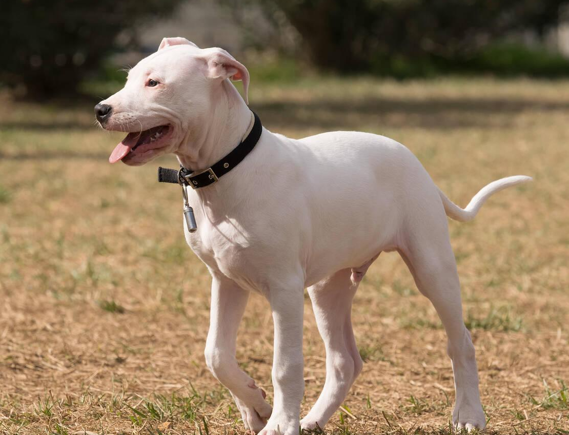 Dogo Argentino