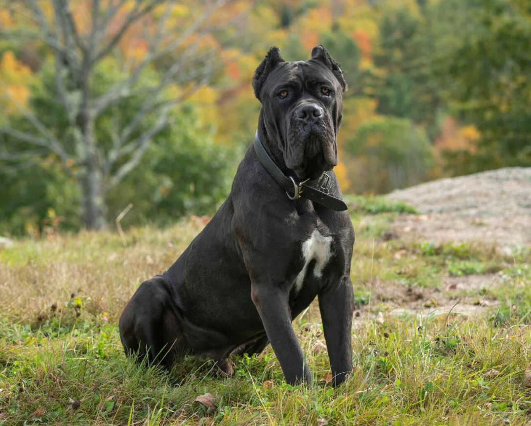 Cane Corso