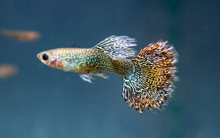15 Top Easiest Fish to Take Care of (For Beginners) 8